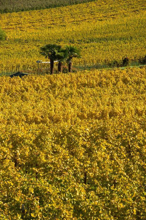 Weingut Wolkanhof Appiano Sulla Strada Del Vino Dış mekan fotoğraf